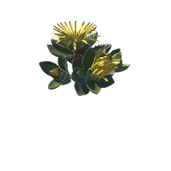 Flower_Faucaria tigrina1 1 1